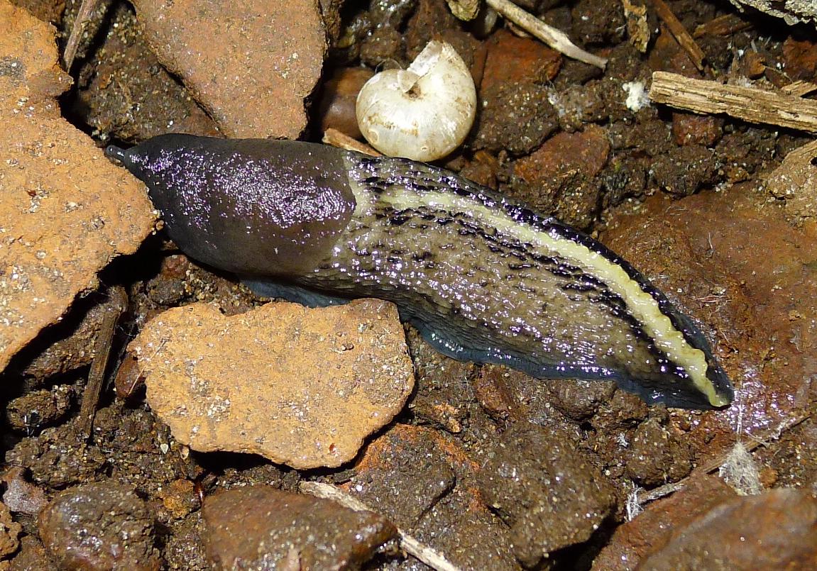 Buon appetito: Limax aldrovandi Moquin-Tandon 1855 e dacampi dal Po (CR)